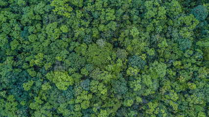 Poster - Aerial top view abstract green jungle forest, Texture and background of forest adventure area view from above, Ecosystem and ecology healthy environment background concept.