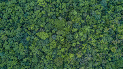 Poster - Aerial top view forest, Texture of forest view from above.