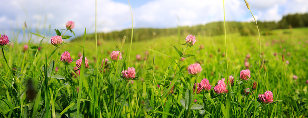 Wall Mural - clover flowers field in sunset.