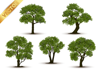 Wall Mural - beautiful tree realistic on a white background.