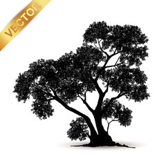 Wall Mural - tree silhouette isolated on white background.