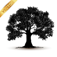 Wall Mural - tree silhouette isolated on white background.