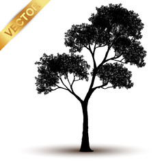 Wall Mural - tree silhouette isolated on white background.