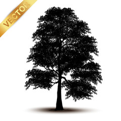Wall Mural - tree silhouette isolated on white background.