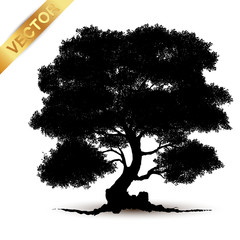 Wall Mural - tree silhouette isolated on white background.