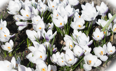 background of white spring flowers crocuses