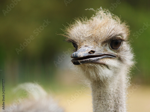 Drole Moelleux Mignon Doux Autruche Gris Avec De Grands Yeux Et De Longs Cils Stock Photo Adobe Stock