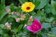 Calendula mit pinker Rose