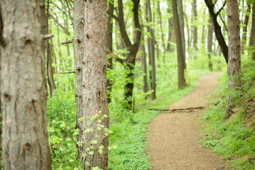 Fototapeta lonely footpath through lush green forest in springtime. peace and solitude