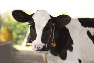 young black and white calf at dairy farm. Newborn baby cow