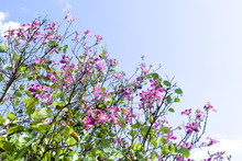 Mountain Ebony , Orchid Tree , Purple Bauhinia With Blue Sky In Winter