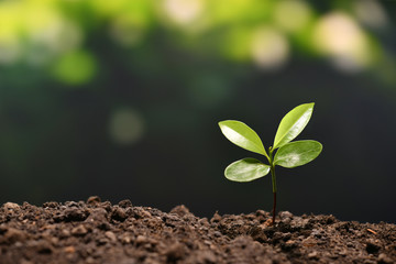 Young plant in the morning light growing out from soil