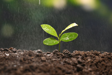 Poster - Green seedling growing on the ground in the rain