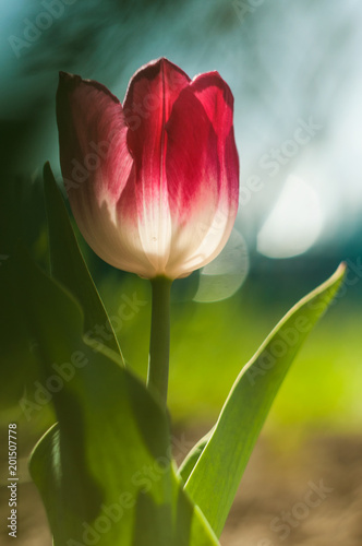 Plakat Fotografia makro tulipan kwiat