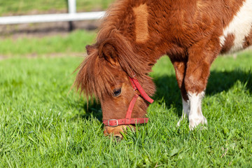 Wall Mural - A grazing Shetlandpony on a green meadow