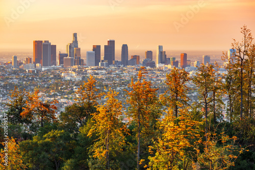 Fototapeta Los Angeles los-angeles-za-drzewami