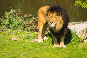 Canvas Print - Beautiful lion in front of a pond