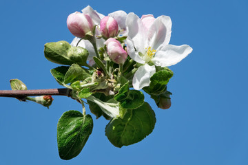 Fotomurales - Apfelblüte