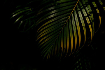 Wall Mural - green and yellow palm leaves in the forest