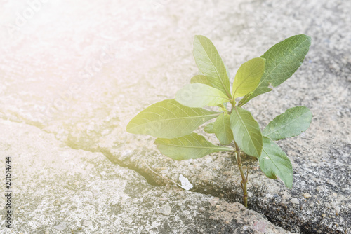 New growing life,Strong grass survive and growth in concrete ground Poster