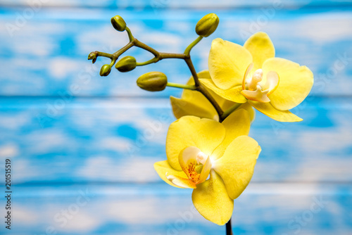 Plakat Gałąź żółte orchidee na błękitnym drewnianym tle