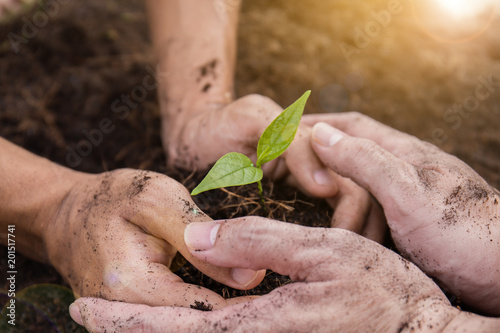 Fotografering Two farmer hands holding and caring a young green plant, closeup hands environme