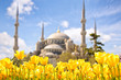 Tulip Festival in Sultanahmet Square and Blue Mosque, Istanbul