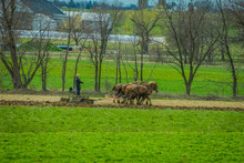 Outdoor View Of Unidentified Man Amish Farmer Using Many Horses Hitch Antique Plow In The Field