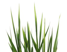 Green Reed, Cane Grass Isolated On White Background, Clipping Path