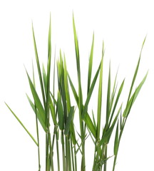 Green reed, cane grass Isolated on white background, clipping path