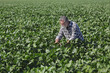 © sima - Farmer or agronomist examining green soy bean plants in field