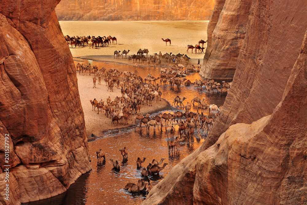 The Guelta d'Archei located in the Ennedi Plateau, in north-eastern Chad
 - obrazy, fototapety, plakaty 
