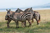 Fototapeta  - Zebra in Lake Nakuru National Park Kenya