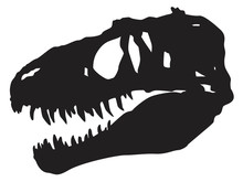 Skull  Dinosaur Vector