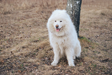  Snow-white, fluffy husky for a walk, sat down at the tree.