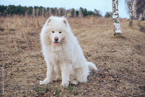 all white fluffy husky