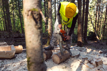 Lumberjack at work in forest