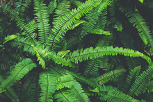 Tropical Natural Green Fern Leaf Background In Dark Vintage Tone