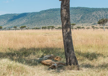 Lion Couple Resting In The Shade Under A Tree In Maasai Mara