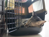 Fototapeta  - tabby cat sleep in travel box