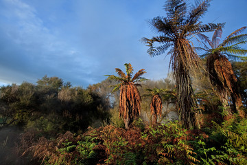 Wall Mural - horsetail, koru tree, new zeland