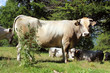 Piemontese cow in spring