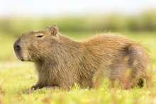 Capybara (Hydrochaeris Hydrochaeris)