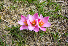 Flor De Lluvia, Three Pink Rain Lilys, Springtime In Mexico