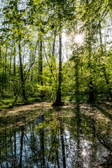  Sonnenstrahlen im Wald und Wasser