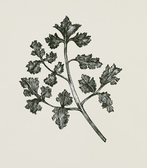 Poster - Hand-drawn fresh coriander isolated