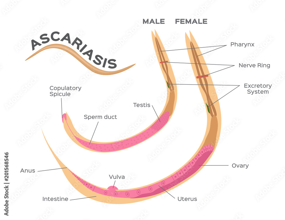 Roundworm Diagram