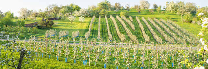 Wall Mural - Obstblüte im Frühling auf der Streuobstwiese