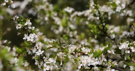 Wall Mural - Delicate flowers of a cherry tree, backlit, close up. Selective focus