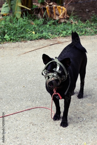 The Black Short Haired Dog S Mouth Was Covered With Muzzle Pet